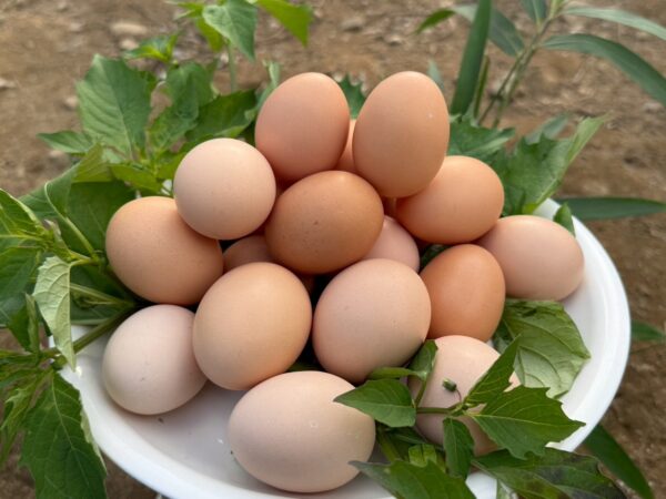 【宮崎県産】平飼い有精卵10個パック