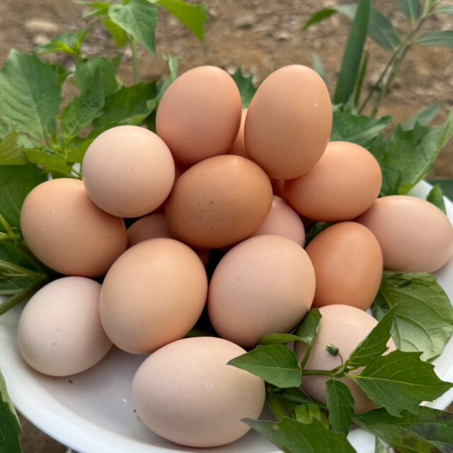 【宮崎県産】平飼い有精卵10個